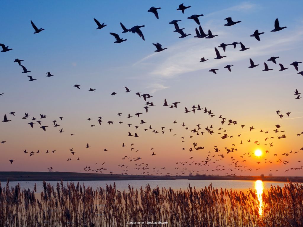Bild Nationalpark weltnaturerbe wattenmeer hero vögel